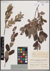 Foto von Salix aurita L. x Salix cinerea L. x Salix lapponum L.